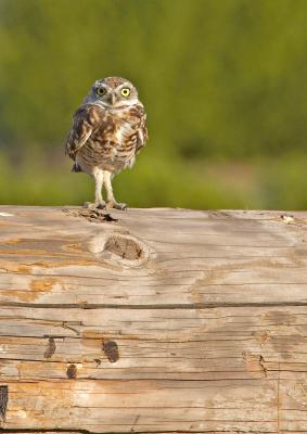 Burrowing owl Fremont IT0L5299.jpg