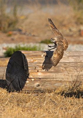 Burrowing owl landing Fremont IT0L5293 rsz.jpg
