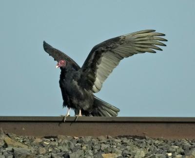 Turkey Vulture Consumnes R FB3B0610.jpg