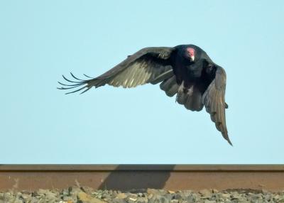 Turkey Vulture take off FB3B0619.jpg