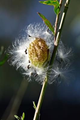 Milkweed pod FB3B0895 rsz.jpg