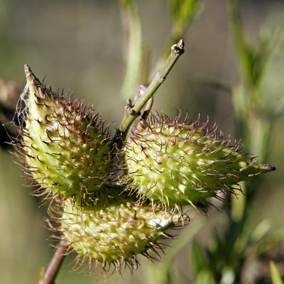 Milkweed_MG_1631 rsz.jpg