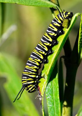 Monarch caterpillar FB3B0897-1.jpg