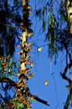 Monarch butterflies on eucalyptus FB3B1074-2 rsz.jpg