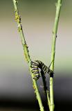 Monarch caterpillar Santa Cruz FB3B0886-1 rsz.jpg