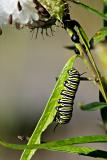 Monarch caterpillar on Milkweed Santa Cruz FB3B0900-4 rsz.jpg