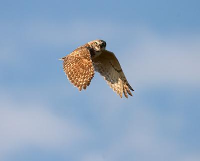 u8/gerald_r/medium/36446866.burrowingowlifuscopy.jpg