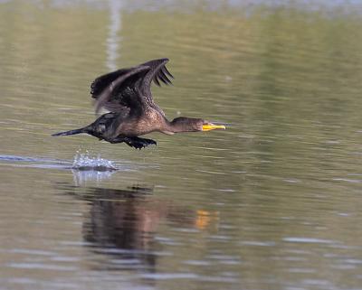 double-crested cormorant 10