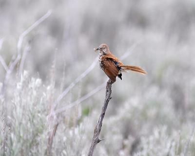 brown thrasher