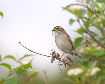 clay-colored sparrow 3