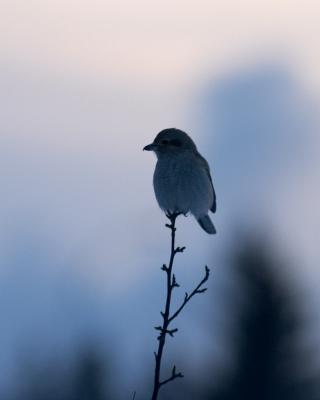northern shrike-silhouette