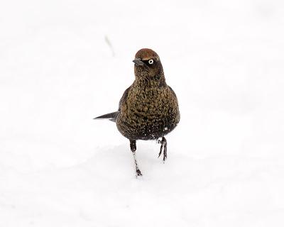 rusty blackbird 5