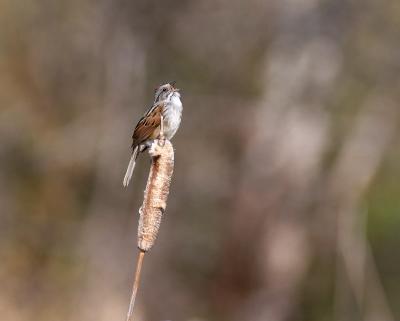 swamp sparrow 3