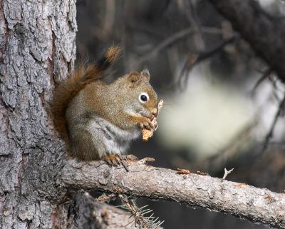 red squirrel