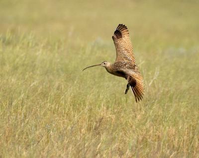 u8/gerald_r/medium/37240897.longbilledcurlew3copy.jpg