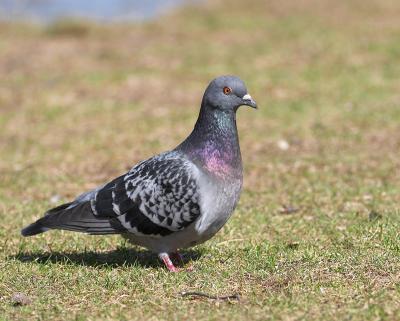 rock pigeon 3