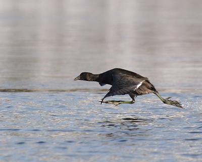american coot 6