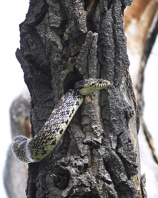 bull snake 2us copy.jpg