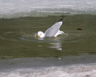 ring-billed gull 3