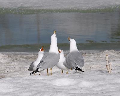ring-billed gulls 2