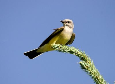 u8/gerald_r/medium/37244015.westernkingbird2copy.jpg
