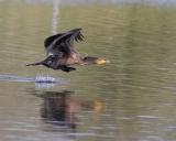 double-crested cormorant 10