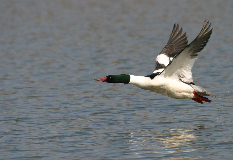 common merganser
