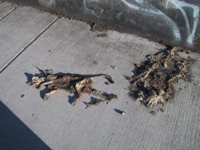 dead cat