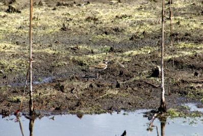 Killdeer - I'm not thrilled with the picture, but you'd have to be there to realize how hard it is to see these little birds in that brown marshy stuff.