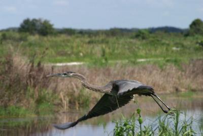 Great Blue Heron