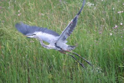 Great Blue Heron