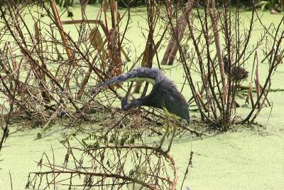 Tri-colored Heron checking the underside of his wing at Wakodahatchee Wetlands