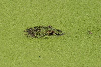 Alligator peeking at Wakodahatchee Wetlands