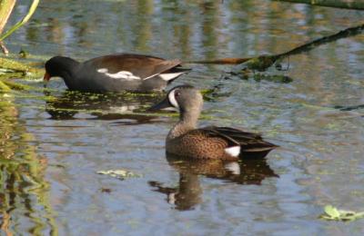 Blue-winged Teal
