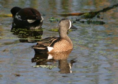 Blue-winged Teal