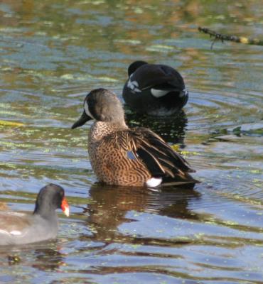 Blue-winged Teal - you can just see the patch of blue