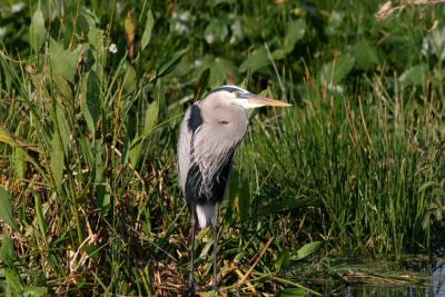 Great Blue Heron