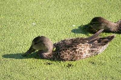 Female Blue-winged Teal