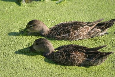Female Blue-winged Teal