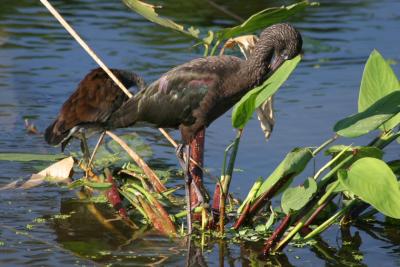 Glossy Ibis