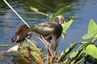 Glossy Ibis
