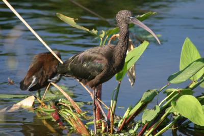 Glossy Ibis