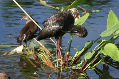 Glossy Ibis