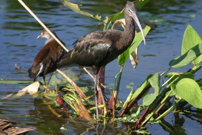 Glossy Ibis