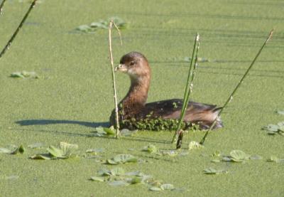 Pied-billed Grebe