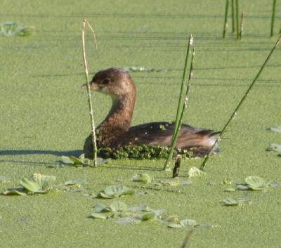 Pied-billed Grebe