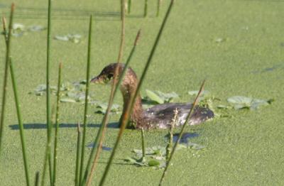 Pied-billed Grebe