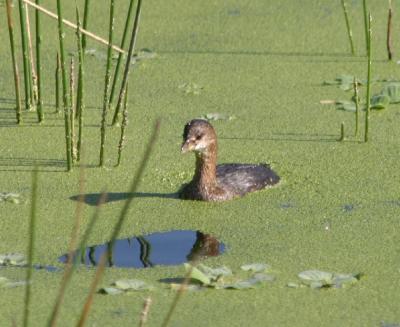 Pied-billed Grebe