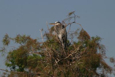 Great Blue Heron