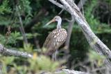 Limpkin -- they always pose so very nicely for me.  :-)